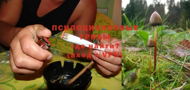 Псилоцибиновые грибы Psilocybe  цены наркотик  kraken ссылки  Венёв 